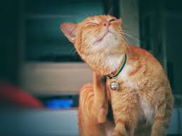 Though deadly to fleas, it's not bad for cats/dogs. 6 Home Remedies For Fleas On Cats