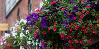 Check spelling or type a new query. Planting Hanging Baskets 5 Perfect Annuals For Gorgeous Baskets