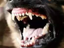 Maybe you would like to learn more about one of these? Bengaluru Bitten By Stray Dog 4 Months Ago Woman Dies Of Rabies Bengaluru News Times Of India