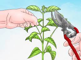 How To Grow Lantana Plants Lantana Plant Evergreen Plants Lantana
