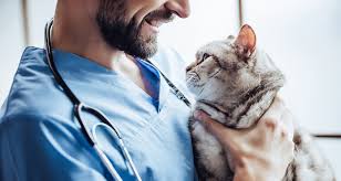 The cat in this video is coughing. Common Causes Of Coughing In Cats Trudell Animal Health
