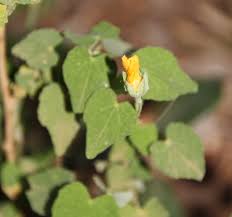 Image result for Abutilon sonneratianum