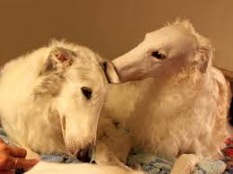 Borzoi that those who take the form of dogs tend to be friendly and loyal is no secret. 15 Unique Russian Names For Borzois Or Russian Wolfhounds From Slavic Mythology Pethelpful