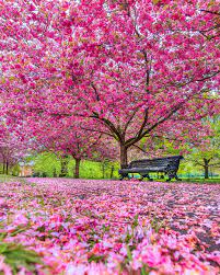 Check spelling or type a new query. 10 Things You Might Not Know About Cherry Trees The Royal Parks