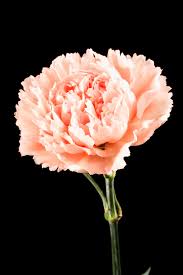 Meanings Of Carnation Flowers Of Different Colors Just