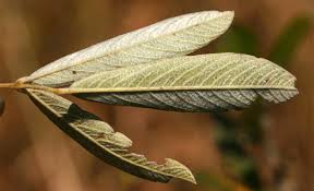 Image result for Eriosema affine