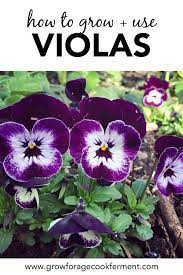 How To Grow And Use Violas Sweet Viola Bath Soak Recipe Recipe Pansies Flowers Viola Flower Winter Vegetables Gardening