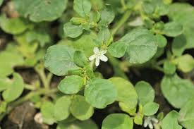 Image result for Trianthema salsoloides