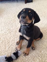 The rottweiler lab mix is a cross between the intelligent and friendly labrador retriever and the loyal and active rottweiler. Pin By Jillian Hill On Aminals Rottweiler Mix Puppies Rottweiler Mix Lab Mix Puppies