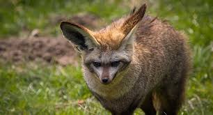 Im Zoo Halle Tut Sich Was Zwei Loffelhunde Aus Dem Tierpark Berlin Sind Eingetroffen Und Sorgen Bei Besuchern Bereits Fur Begeis Zoo Halle Tierpark Berlin Zoo