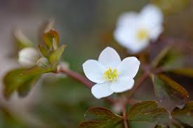 Image result for Embelia ruminata