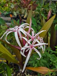 Image result for Crinum aurantiacum