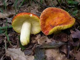 Image result for Russula perlactea