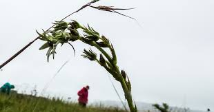 Image result for Alepidea peduncularis