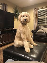 Poodles 2 doodles, sheepadoodle and bernedoodle breeder from iowa. 180 My Doodles Ideas In 2021 Diy Dog Stuff Dog Care Puppies