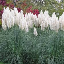Best for usda zones 5 through 9 with well drained soil. White Pampas Grass Seeds Ornamental Grass Seed