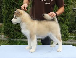 We at keystone puppies have a zero tolerance toward puppy mills and any substandard or inhumane breeding practices. Alaskan Alaskan Malamutes Kennel Northern Sunrise Facebook