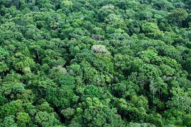 Learn how to get started! Operating In The Brazilian Amazon