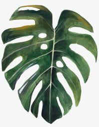 Swiss Cheese Plant Watercolor Leaf Swiss Cheese Plant Png Image Transparent Png Free Download On Seekpng The reason its leaves have all those holes is because it's used to growing in jungle shade. swiss cheese plant watercolor leaf