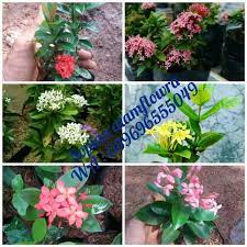Bunga asoka mudah ditemukan di depan pekarangan rumah sebab bunga ini memiliki bentuk cantik sehingga dijadikan sebagai tanaman hias. Tanaman Asoka Paket 6 Jenis Bunga Asoka Soka Mix Murah Lazada Indonesia