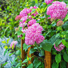 Image result for Hydrangea arborescens Pink Anabelle