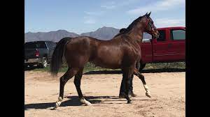 Horse Races Thoroughbred Vs Quarter Horse 400yards Youtube
