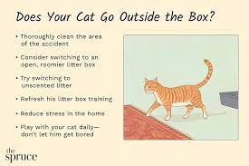 Sometimes, when a cat poops everywhere else except the litter box, that behavior may be a symptom of a health problem. Reasons Why Cats Poop On Rugs And How To Stop It