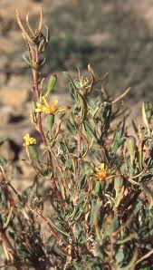 Image result for Hertia