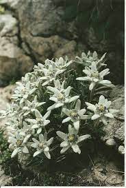 Pin By Silvia Ferancova On Panselute Edelweiss Flower Alpine Flowers Flowers Perennials