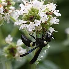 The red and black mason wasp has also been known to make nests within manmade structures around homes or buildings, including keyholes and wooden fence cavities (krombein 1967). Four Toothed Mason Wasp Kentucky Pollinators And Backyard Wildlife