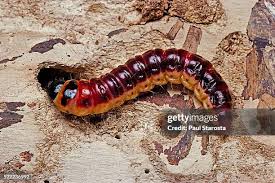 Image result for Cossus cossus