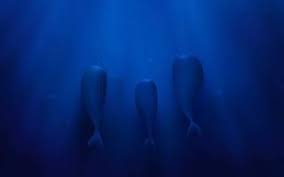 خلفيات سطح المكتب 2021 تحميل اروع صور خلفيات شاشة كمبيوتر powerpoint background design background design wallpaper