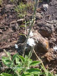 Image result for Chascanum