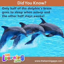 Did Anyone Know That Fact If Your Kiddo Wants To Learn More About Dolphin Download The Journey To The Sea Wor Sea Animals Sea Creatures For Kids Animal Games