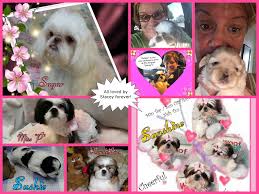 'baby' ~ stacey's lady monique mahadi, lives with the lucianis, in texas. Shih Tzu Champion Akc Bloodlines And Imperial Size Shih Tzu