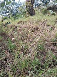 Image result for Alloteropsis semialata