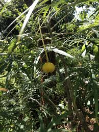 Image result for Jatropha multifida