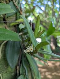 Image result for Calyptrochilum