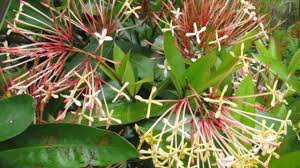 Image result for Ixora seretii
