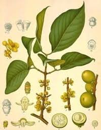 Image result for Garcinia buchananii