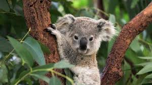 Untuk pertama kalinya dalam hampir satu dekade, bayi koala lahir di kebun binatang clevelend seperti yang dijelaskan pihak kebun binatang di instagram, joey sudah tinggal di kantong ibunya. 13 Fakta Unik Koala Binatang Imut Dari Australia Yang Menggemaskan Tribunnews Com Mobile