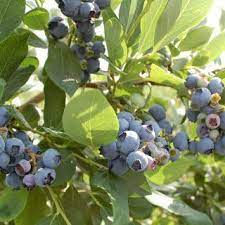 heidelbeere goldtraube vaccinium corymbosum goldtraube gunstig online kaufen kleine weisse bluten heidelbeeren heidelbeerstrauch