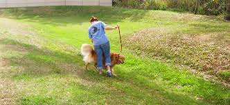 Whether you're a tourist or traveling on business, the viewpoint lodge resort is a great choice for accommodation when visiting debre zeit. All Creatures Pet Lodge Premier Pet Boarding Daycare Grooming In The Orlando Area