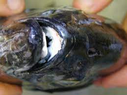 The truth is, goldfish don't have tongues. Fish Faq Do Fishes Have Tongues The Australian Museum