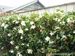 Camellias Prettily Disguise Not So Lovely Moments Such As Fences And Weird Spaces Where You Want Something But Don Garden Planning Outdoor Landscaping Hedges
