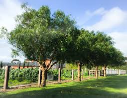 Pepper Trees Well Pruned For Street Trees Thriving On Aldinga Rd Street Trees Pepper Tree Plants