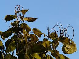 Flower buds are small, rounded and pale brown. Royalty Free Catalpa Photos Free Download Pxfuel