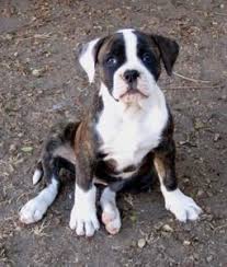 Brindle puppies from reputable breeders are likely to cost more than those from rescue centers. Nkc American Bulldog Puppy Looking For Loving Home For The Holidays Dark Brindle Female Born 8 3 11 American Bulldog Puppies American Bulldog Bulldog Puppies