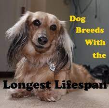 5 Dog Breeds With The Longest Life Expectancy Pethelpful