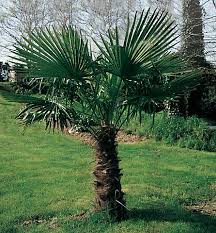 De 10 à 30 m. Palmier Chamaerops 60 80 Castorama
